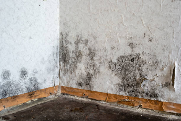 Mold Testing and Removal in Iron River, MI